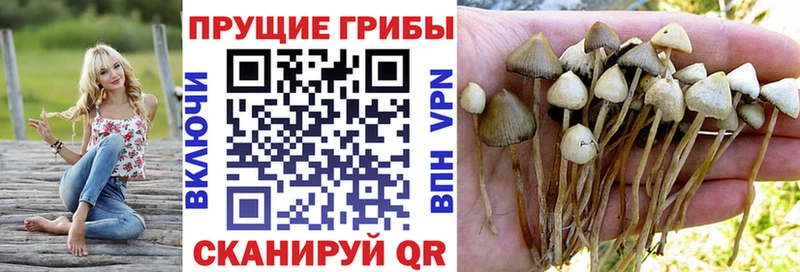 Псилоцибиновые грибы прущие грибы  Кудрово 